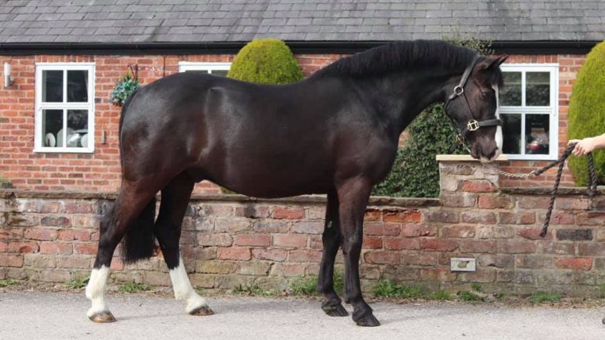 13HH Potential top class WHP