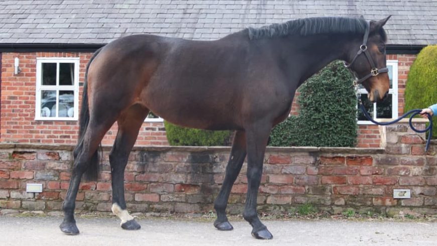 15.2 11yr old mare Intermediate WH / Eventer PRICE REDUCED