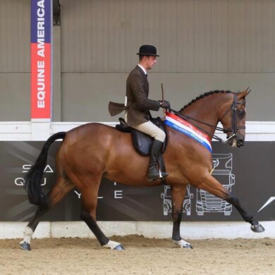 Cantering his way to HOYS