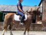 For Sale – Joe