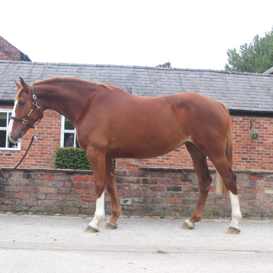 For Sale – Maggie