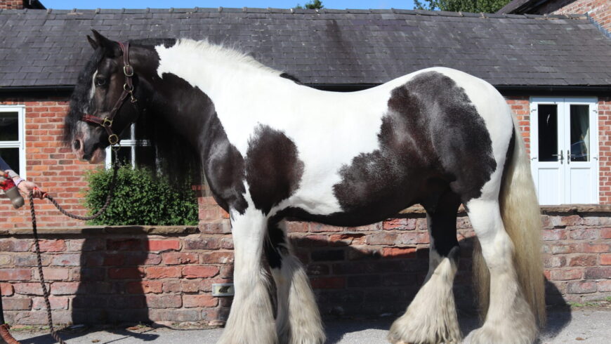 Paddy